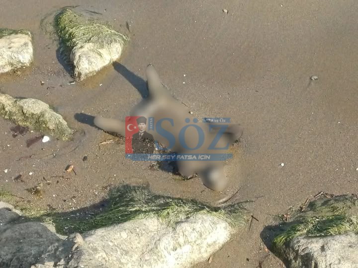 ALTINORDU SAHİLİNDE ŞAŞIRTAN MANZARA : KUMLARIN ÜZERİNDE AYI YAVRUSU BULUNDU