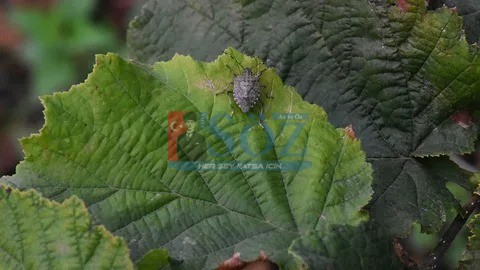 KOKARCA FINDIĞI YEDİ BİTİRDİ: ZARAR YÜZDE 100`E DAYANDI