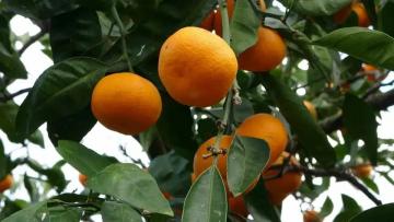 ORDU’DA NARENCİYE HASADI BAŞLADI