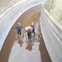 ORDU İTFAİYESİNDEN NEFES KESEN OPERASYON :HES KANALINA DÜŞEN KARACA KURTARILDI