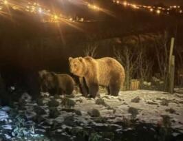 AYI HAREKETLİLİĞİ MAHALLEYİ ENDİŞELENDİRDİ