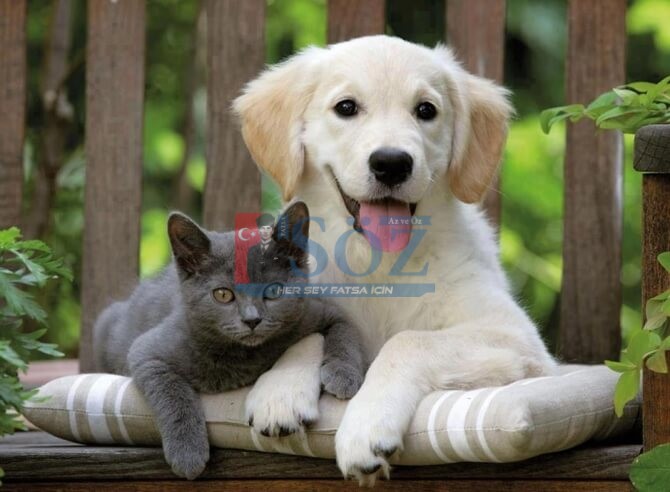 EVCİL HAYVAN SAHİPLERİNİ YAKINDAN İLGİLENDİREN ÖNEMLİ UYARI