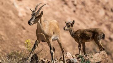 HAKKARİ’DE YABAN KEÇİSİNİ VURAN KİŞİYE REKOR CEZA