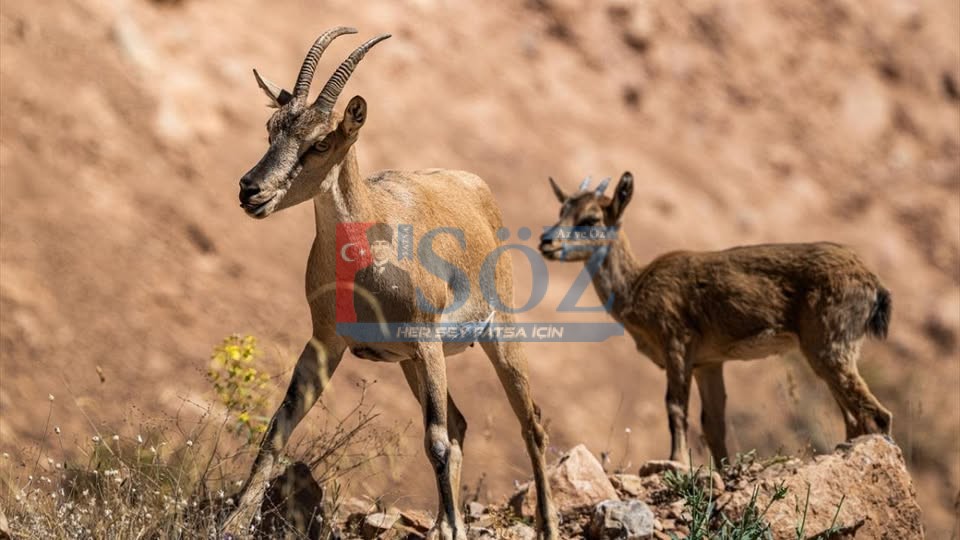 HAKKARİ’DE YABAN KEÇİSİNİ VURAN KİŞİYE REKOR CEZA