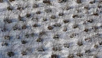 KARADENİZ’DE KAR YAĞIŞI FINDIĞA YARADI