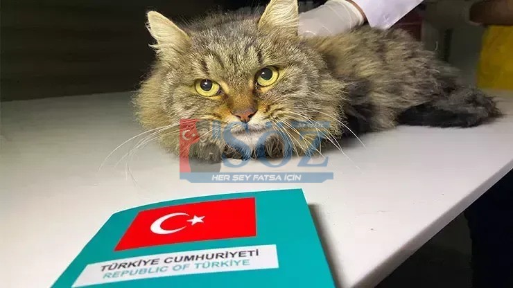 ORDU’DA EVCİL HAYVAN SAHİPLERİ İÇİN KRİTİK UYARI : KİMLİKLENDİRME İÇİN SON TARİH 31 ARALIK 2025