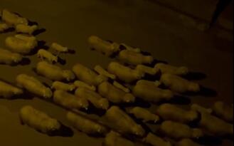 YAYLALARDAN ŞEHRE DÖNÜŞ BAŞLADI