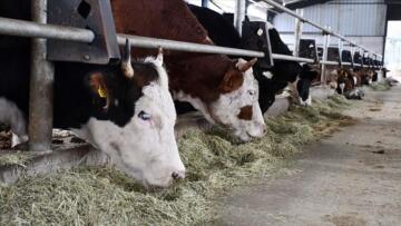 BESİLİK HAYVAN İTHALATINDA TAKVİM NETLEŞTİ, BAŞVURULAR OCAK AYINDA ALINACAK