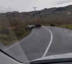 DOMUZ SÜRÜSÜ ORDU’DA ŞEHRE İNDİ