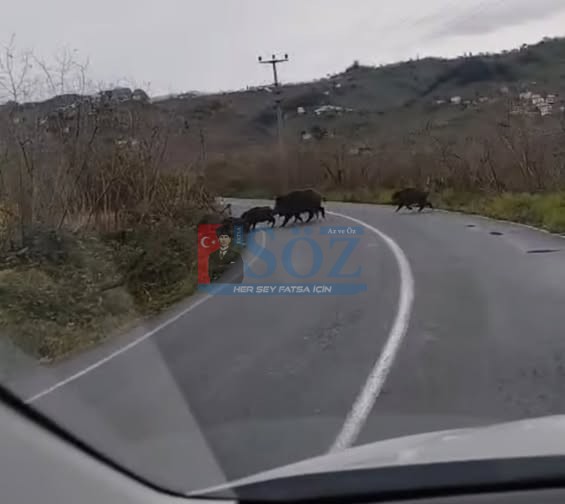 DOMUZ SÜRÜSÜ ORDU’DA ŞEHRE İNDİ