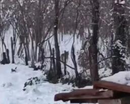 KURTLAR YERLEŞİM ALANINA İNDİ