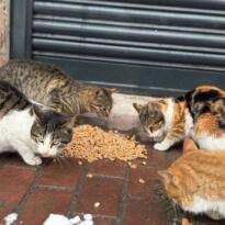 İLÇEMİZ KABATAŞ’TA SOKAK HAYVANLARINA MAMA DESTEĞİ