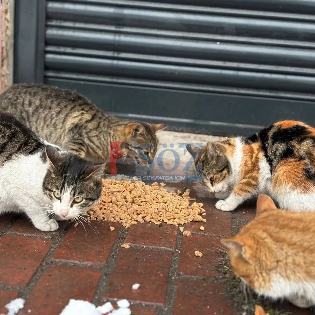 İLÇEMİZ KABATAŞ’TA SOKAK HAYVANLARINA MAMA DESTEĞİ