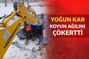 YOĞUN KAR AĞILI ÇÖKERTTİ: KOYUNLAR ENKAZ ALTINDA KALDI