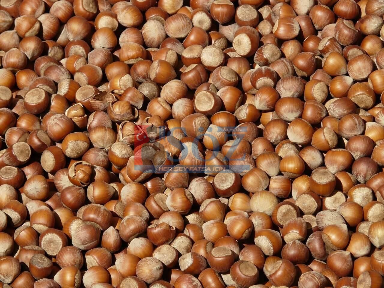 FINDIK FİYATI DURAĞAN SEYREDİYOR