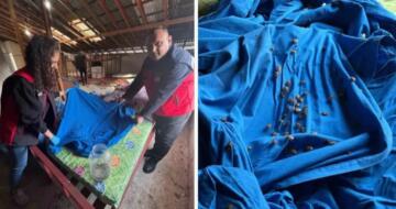 KOKARCALAR SAMURAY ARILARINA “CAN SUYU” OLUYOR