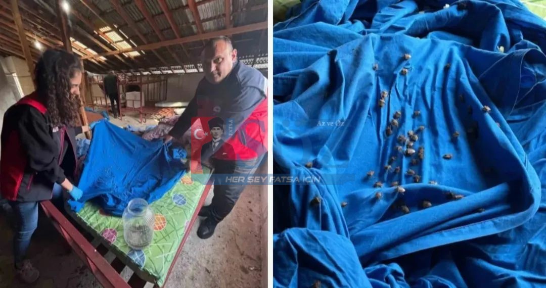 KOKARCALAR SAMURAY ARILARINA “CAN SUYU” OLUYOR