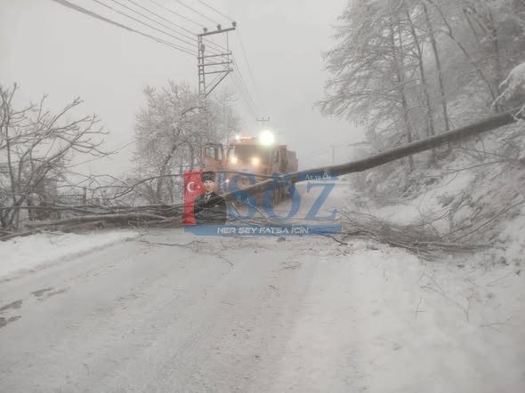 FATSA-AYBASTI YOLUNDA AĞAÇ DEVRİLDİ
