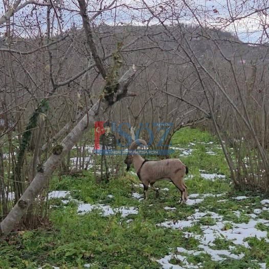 FINDIK BAHÇESİNDE YABAN KEÇİSİ SÜRPRİZİ