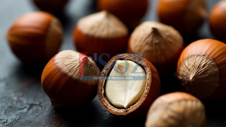 ORDU’DA FINDIK 300 TL’DEN İŞLEM GÖRÜYOR