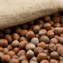 YENİ YILDA FINDIK FİYATLARI YÜKSELİŞTE