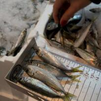 GECE YARISI BALIK OPERASYONU: 225 KİLO İSTAVRİTE EL KONULDU