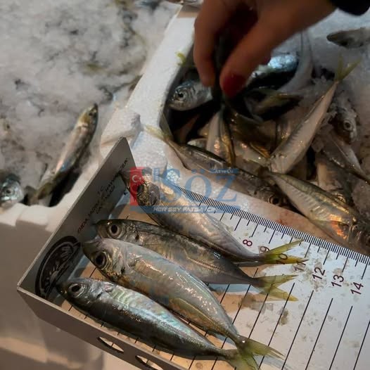 GECE YARISI BALIK OPERASYONU: 225 KİLO İSTAVRİTE EL KONULDU