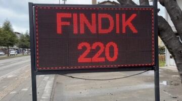 FINDIKTA SERT DÜŞÜŞ:KİLO 220 TL