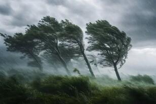 ORDU İL TARIM VE ORMAN MÜDÜRLÜĞÜ’NDEN KUVVETLİ RÜZGAR UYARISI