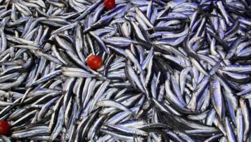 HAMSİDE SÜPRİZ BEREKET: ORDU’DA TEZGAHLARDA YOĞUNLUK ARTIYOR