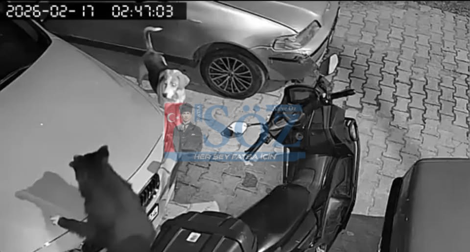 SOKAK KÖPEKLERİ PARK HALİNDEKİ ARACA ZARAR VERDİ