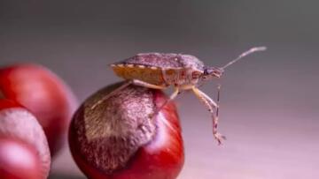 KARADENİZ’DE FINDIK İÇİN SESSİZ TEHLİKE: MART AYINDA ETKİSİNİ GÖSTEREBİLİR