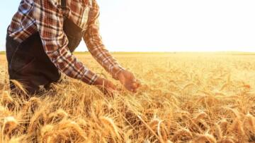 ÇİFTÇİLERE 149,6 MİLYON LİRALIK DESTEKLEME ÖDEMESİ BUGÜN YAPILIYOR