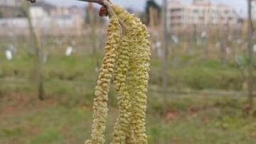 FINDIKTA KOZALAK AKARI UYARISI