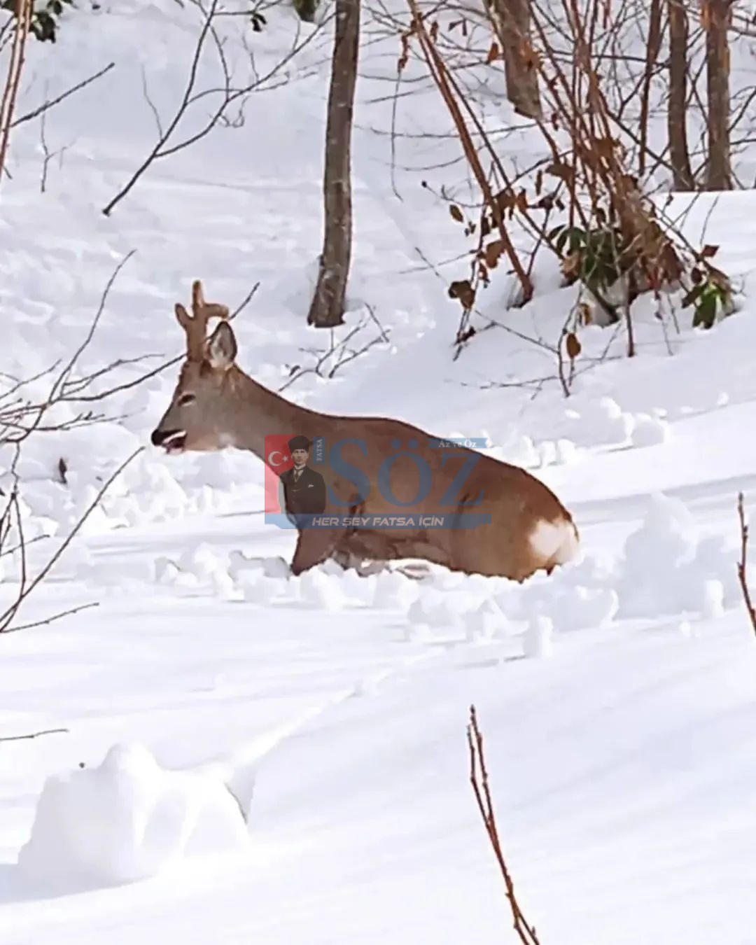 Gürgentepe’de Dağ Keçisi Kamerada