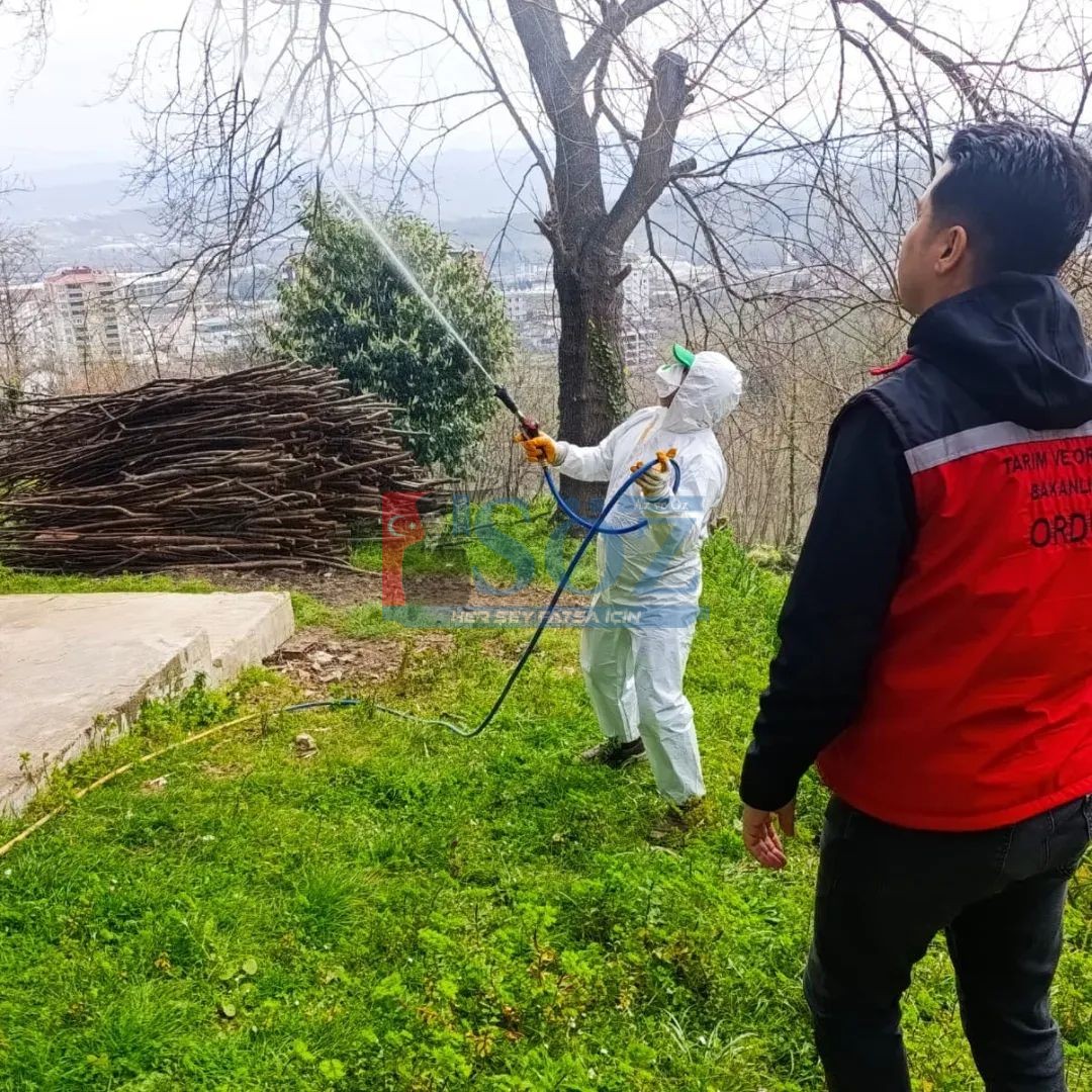 FATSA’DA KAHVERENGİ KOKARCA İLE KIŞLAK MÜCADELESİ SÜRÜYOR