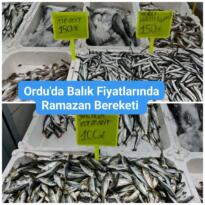 Ordu’da Balık Fiyatları Vatandaşı Sevindirdi