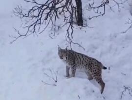 Tokat’ta Vaşak Görüntülendi