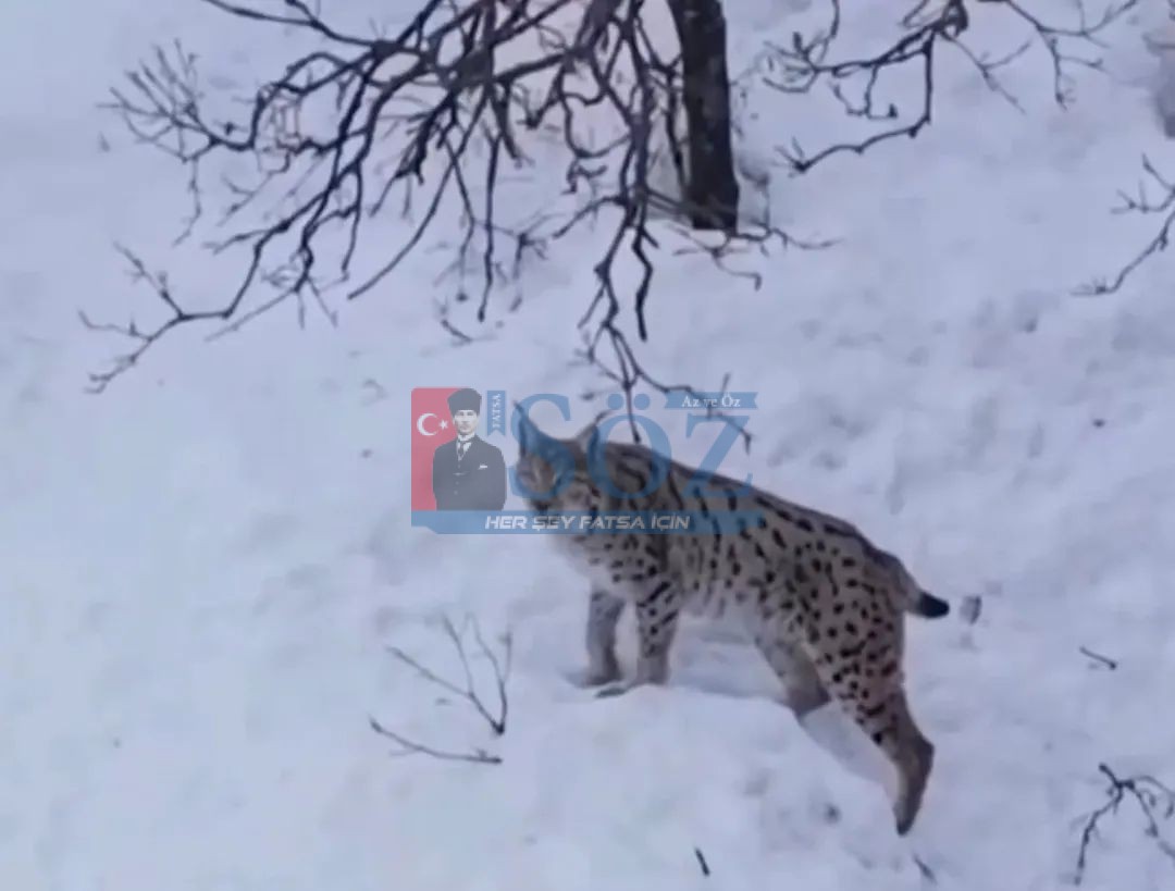 Tokat’ta Vaşak Görüntülendi