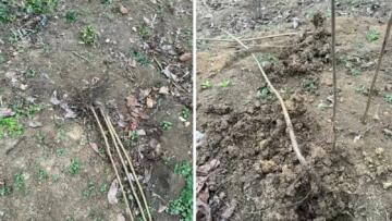 Kumru’da Fındık Bahçesine Saldırı Tepki Çekti