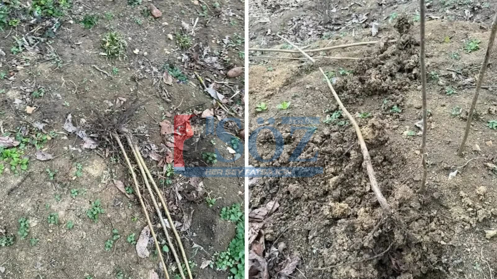 Kumru’da Fındık Bahçesine Saldırı Tepki Çekti