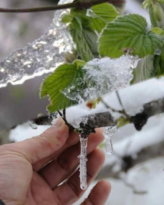 Ordu’da Zirai Don Alarmı