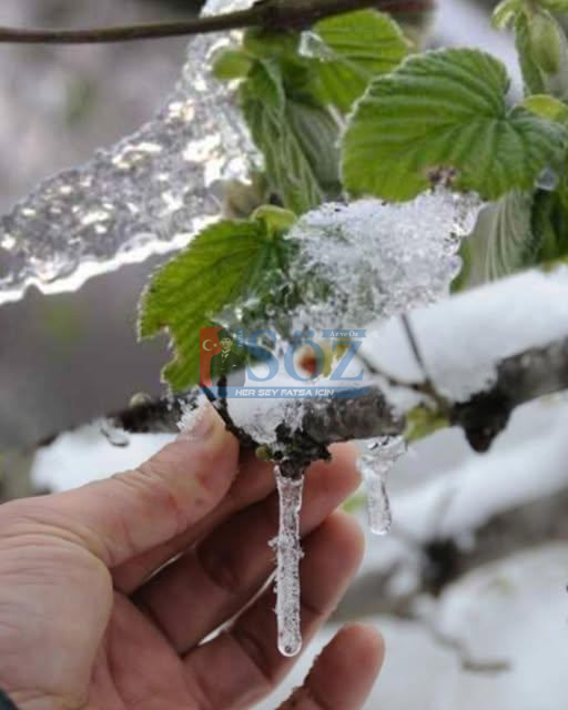 Ordu’da Zirai Don Alarmı