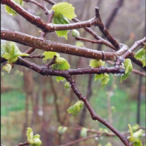 Kumru’da fındık üreticisi endişeli