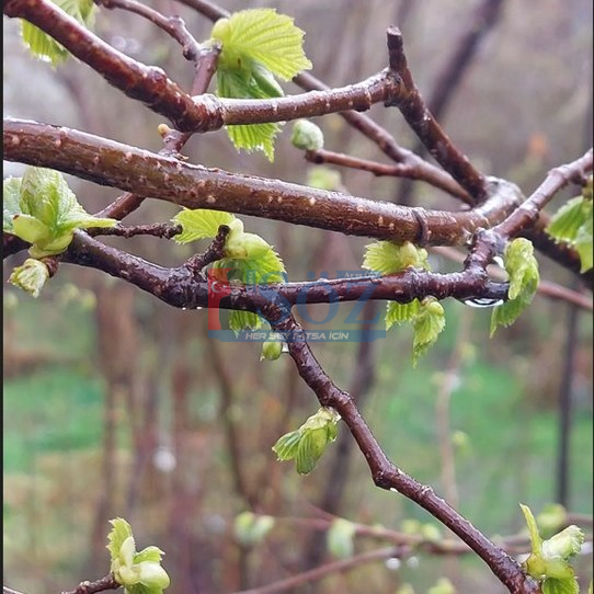 Kumru’da fındık üreticisi endişeli