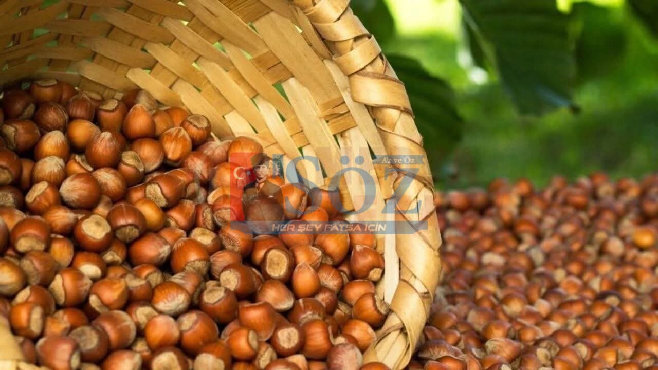 Fındık Fiyatlarında Sert Düşüş: Ordu’da 200 TL’nin Altına Geriledi