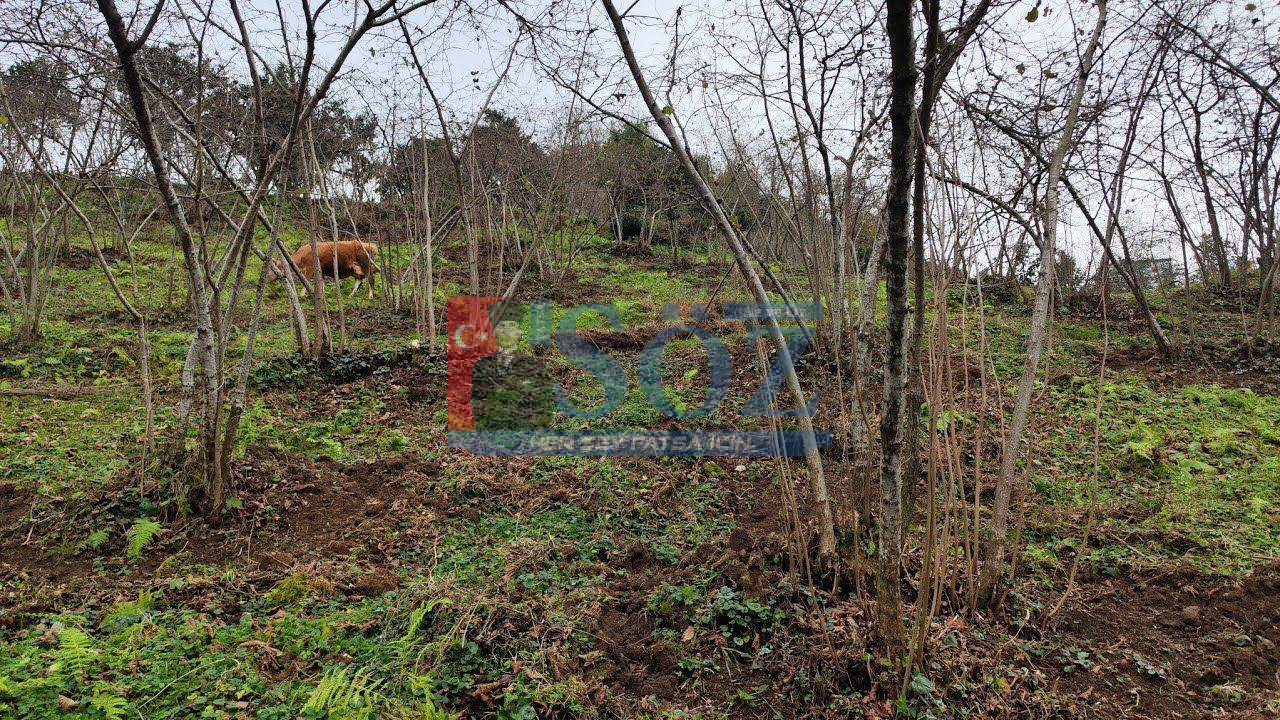 Ordulu Fındıkçılar Yeni Sezona Hazırlık Yapıyor