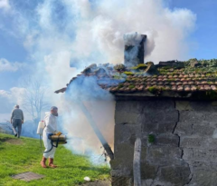 Ordu’da Kokarca Alarmı: Mücadele Sürüyor!