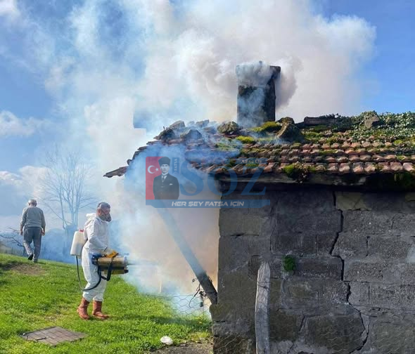 Ordu’da Kokarca Alarmı: Mücadele Sürüyor!