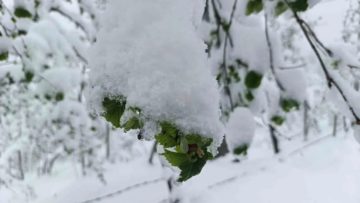 Ordu’da Zirai Don Uyarısı
